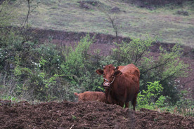 山间田野 耕田牛