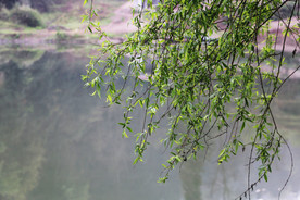 柳树 水流