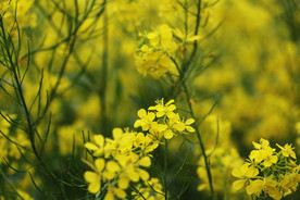 油菜花 春天