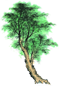 松树