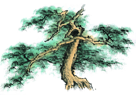 松树