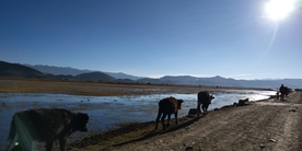 香格里拉 依拉草原
