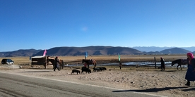 香格里拉 依拉草原