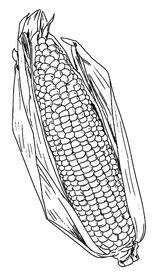 玉米 线稿