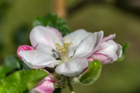 苹果花