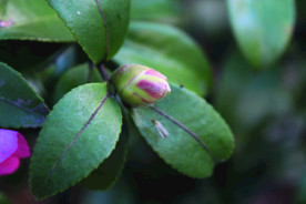茶花花苞