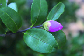 茶花骨朵