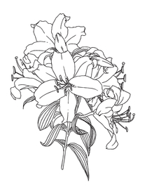 百合花 线稿