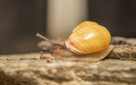 蜗牛