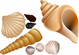 贝壳 矢量