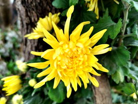 菊花 菊花展 菊花摄影 菊花图