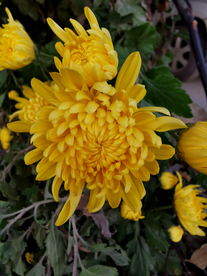 菊花 菊花展 菊花摄影 菊花图
