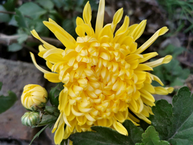 菊花 菊花展 菊花摄影 菊花图
