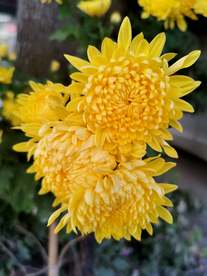 菊花 菊花展 菊花摄影 菊花图