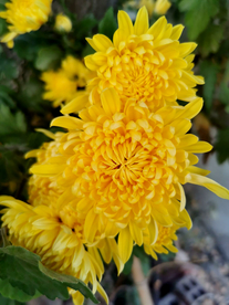菊花 菊花展 菊花摄影 菊花图