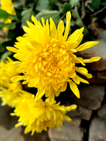 菊花 菊花展 菊花摄影 菊花图