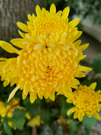 菊花 菊花展 菊花摄影 菊花图