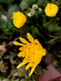 菊花 菊花展 菊花摄影 菊花图