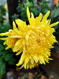 菊花 菊花展 菊花摄影 菊花图