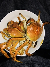 螃蟹