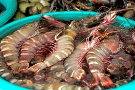 活大虾