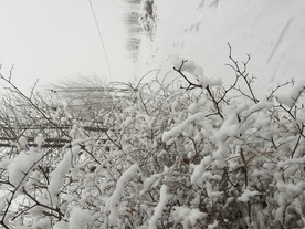 哀雪压枝