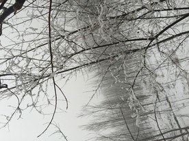 雪景 白雪 北方雪 雪地 枝头