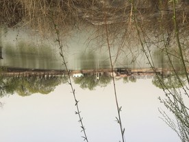 春江水暖鸭先知