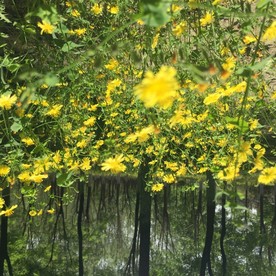 太阳花 蒲公英花