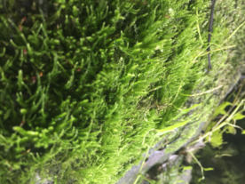 苔藓