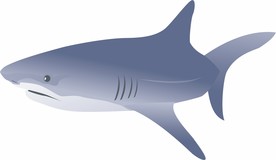 鲨鱼 矢量