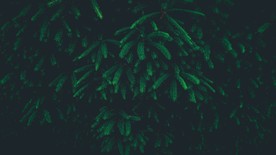 圣诞树 装饰 场景图片