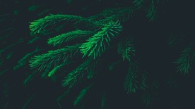 圣诞树 装饰 场景图片