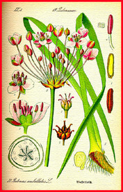 花草合集 花朵 手绘植物 水彩