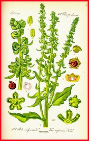 植物叶子 绿叶 叶子 叶脉