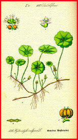 花朵 手绘植物 水彩