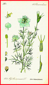 手绘植物叶子 绿叶