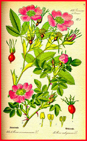 绿叶 花朵 植物  果实