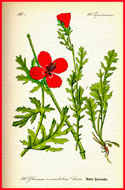 植物叶子 绿叶 叶子