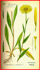 绿叶 叶子 叶脉