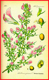 手绘 红花绿叶 果实