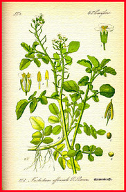 绿叶 叶子 叶脉