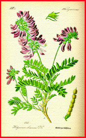 手绘植物叶子 绿叶 叶子 叶脉