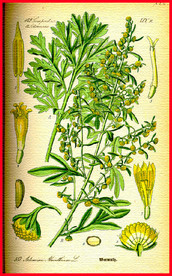 小清新绿色植物