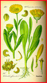 绿叶 叶子 叶脉