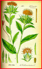 植物 叶子  叶脉