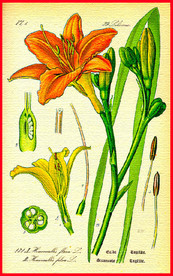 植物叶子 绿叶  叶脉