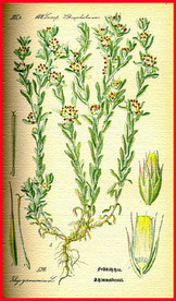 绿叶 叶子 叶脉