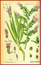 绿叶 叶子 叶脉