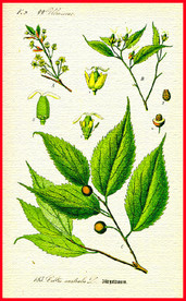 绿叶 叶子 叶脉